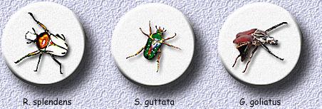 R. splendens - S. guttata - G. goliatus