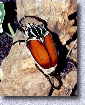 male in cocoon