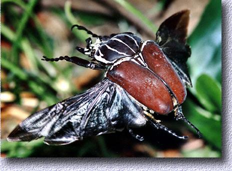 flying Goliathus male