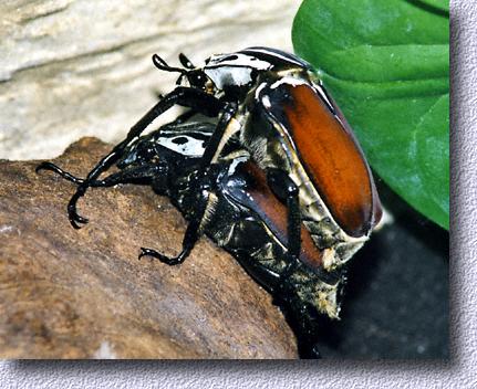 captive bred goliathus pair