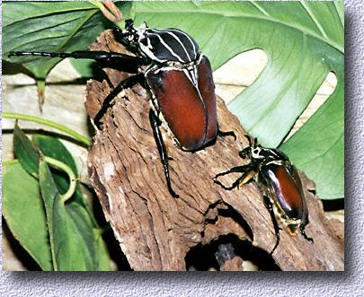 G. goliatus pair