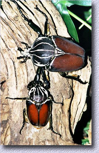 G. goliatus pair