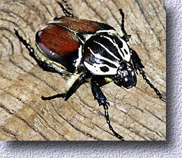 Goliathus female