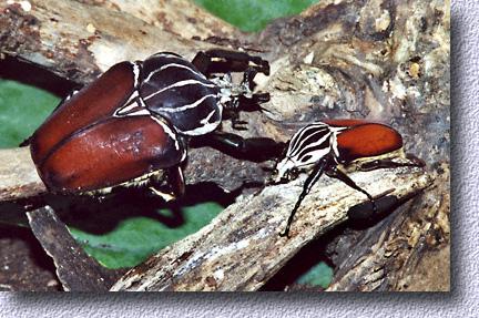 Goliathus males (size comparison)