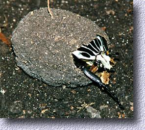 male in cocoon