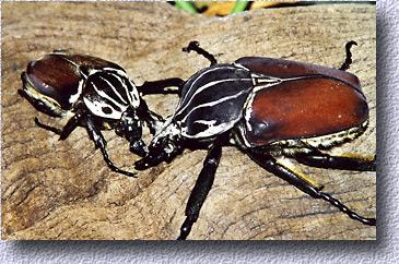 Goliathus pair