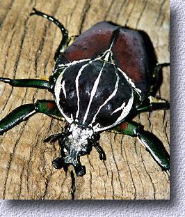 Goliathus male