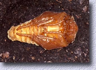 goliathus pupa