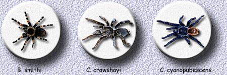 B.smithi - C.crawshayi - C.cyanopubescens