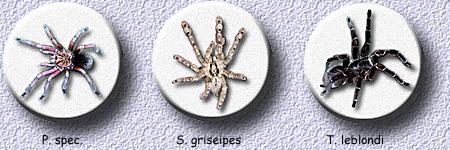 P. spec. - S.griseipes - T.leblondi