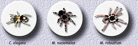 C.elegans - M. mesomelas - M.robustum